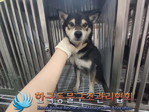 보호중 시바의 가족…